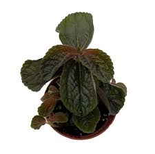 Image result for Pilea johnstonii