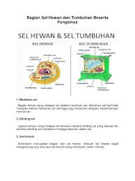 Bagian sel hewan dan tumbuhan serta fungsinya. Bagian Sel Hewan Dan Tumbuhan Beserta Fungsinya Pdf