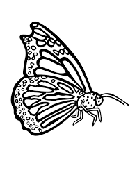Blue morpho butterfly coloring pages colouring adult detailed advanced printable kleuren voor volwassenen butterflies and moths. Blue Butterfly Coloring Page Novocom Top