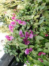 Image result for Dalechampia capensis