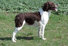 Image result for bretanský dlouhosrstý ohař