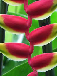 Pin By Tempo Da Delicadeza On Tropical Tropical Plants Heliconia Plants