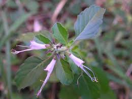Image result for Ocimum filamentosum