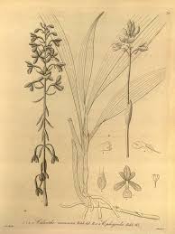 Image result for Calanthe