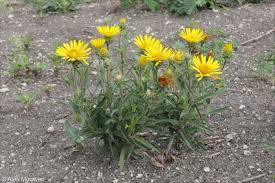 Image result for Inula