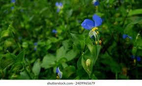 Image result for Commelina congesta
