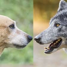 From stunning purebreds to unique designer breeds, our pupper selection includes various bloodlines, coat types, personalities, and colors. Do Wolfdogs Make Good Pets The Bark
