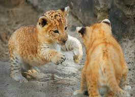 Liliger Cubs Have Spots On Their Fur Rather Than Spots Or Plain Pattern Of Fur Cubs Animals Panther