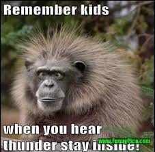 Download animals in the wild images and photos. Wild Animal Quotes Funny Quotesgram