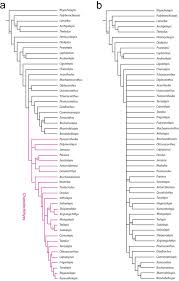 The spines on the fins are speculative. Pdf The Early Evolutionary History Of Sharks And Shark Like Fishes Semantic Scholar