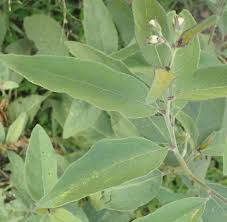 Image result for Solanum campylacanthum 'panduriforme type'