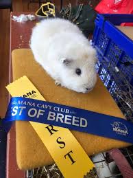Several strains of porcine bocaviruses have been reported worldwide since their first detection in sweden in 2009. Crazy Guinea Pig Lady Comes To Cheviot
