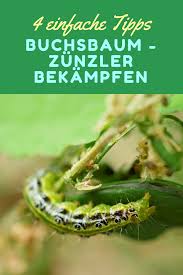 4 Wirksame Tipps Gegen Buchsbaum Raupen Buchsbaumzunsler Biologisch Bekampfen Buchsbaumzunsler Buchsbaum Garten Buchsbaum