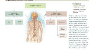 At a basic level, these signals are responsible for c. Nervous System Quiz Quizlet Aes