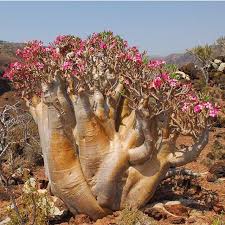 Ope This Shot Brighten Ups Your Monday Margaretrivergrasstrees Bunbury Mandurah Luxury Beautiful Plants Garden Adenium Flowering Trees Beautiful Nature