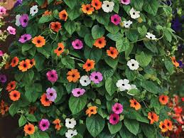 Image result for Thunbergia kirkiana