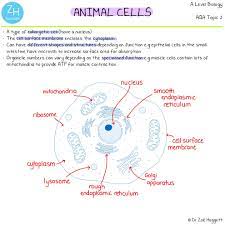 Animal Cells In 2021 Study Biology A Level Biology Biology Revision
