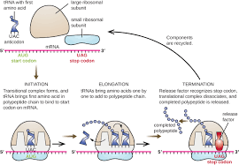 Rna and protein synthesis draft. 6 4 Protein Synthesis Biology Libretexts