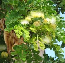 Image result for Albizia procera