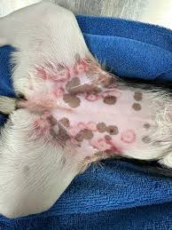 Image result for flea bites