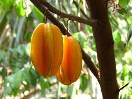 Indian traditional sweets anjeer barfi close up. Organic Fruit Plants Anjeer Plants Avocado Plants Suppliers From Pune