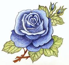 Pretty Blue Rose Sketch Roses Drawing Flower Illustration Rose Sketch