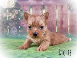 They adapt easily to their surroundings and love to travel. Gold Yorkshire Terrier Male Puppy For Sale In Virginia Richie