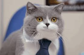 Kucing comel yang anda mungkin tidak pernah lihat. Video Says Interviews Kucing Happy Tours His Office And Finally Meets His Human Team
