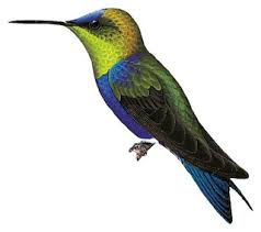 Image result for Landolphia cuneifolia