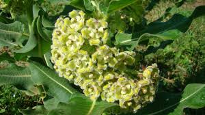 Image result for Xysmalobium