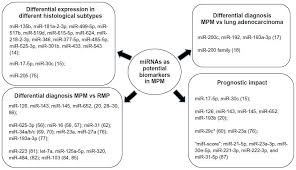 People with lung cancer may live longer. Micrornas As Potential Biomarkers In Malignant Pleural Mesothelioma Cbf