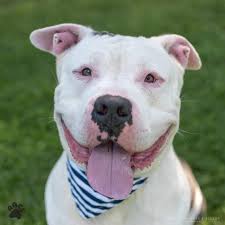 Offering a forever home to a senior pet can be an intensely rewarding and fulfilling experience, both for you and the pet you adopt. Richmond Animal Care And Control Home Facebook