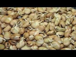 فول نابت Egyptian Food Black Eyed Peas Soul Food