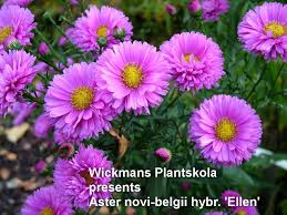Aster N B Hybrid Ellen Aster Flower Garden Flowers
