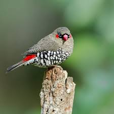 Birds Of A Feather 2019 Cast Dhmosieysh Instagram Apo Heather Thorning 13 Apr 2019 Stis 10 34 Pm Utc Birds Of Australia Bird Photography Beautiful Birds