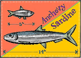 Sardines and Anchovies - Similarities and Differences - Zingerman's  Community of Businesses