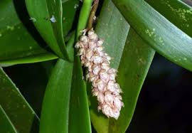 Image result for Sphaeranthus gomphrenoides
