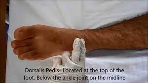 Locating Pulse : Posterior Tibial, Dorsalis Pedis, Popliteal And Femoral  Pulse Page 2 Of 3 - Youtube