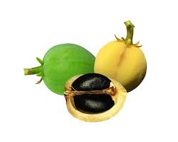 Image result for Jatropha curcas