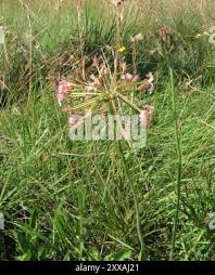 Image result for Pelargonium luridum