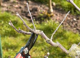 Epingle Sur Jardins Potagers