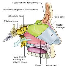 Exterior nares) allow air to enter the nose and pass into the nasal cavity. Easy Notes On Nasal Cavity Learn In Just 4 Minutes Earth S Lab