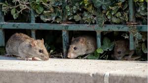 Kejadian penyakit berjangkit perlu dilaporkan bagi mencegah penyakit tersebut daripada merebak dan mengawal penyakit berjangkit itu daripada melarat sehingga menjadi wabak penyakit yang boleh mengancam. 7 Penyakit Yang Disebabkan Oleh Tikus Bisa Mengancam Nyawa Hot Liputan6 Com