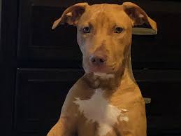 Fundraiser for Michelle Marshall by Anitra Cottman : Pepper Needs Your Help  to Receive Life-Saving Medical Care