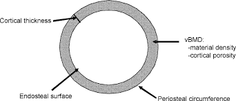 An approach to model the effect of exercise on the growth of mammal long bones is described. Schematic Of The Cross Section Of The Shaft Of A Long Bone Download Scientific Diagram