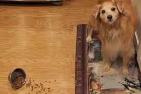 Pros and cons of having a dog. Pros And Cons Of Having A Dog Baron News