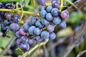 Image result for Rhoicissus tomentosa