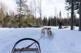 See more of nordic aventures chiens de traineaux on facebook. 6 Endroits Ou Faire Un Tour De Traineau A Chiens Au Quebec