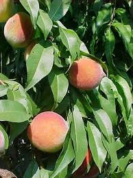 Second, more so than any other tree it's vital to spray fungicide on the tree in late fall and again in late winter or early spring. You Can Spray Peach Trees With Fungicide For The Prevention Of Peach Leaf Curl Disease In The Third And Fourth Weeks Of March Fruit Garden Fruit Plants Fruit