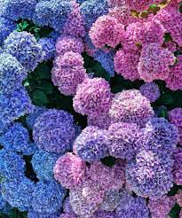 Find out more by reading on! Hydrangea Flowers For Sale Wholesale Flowers Hydrangea Flower